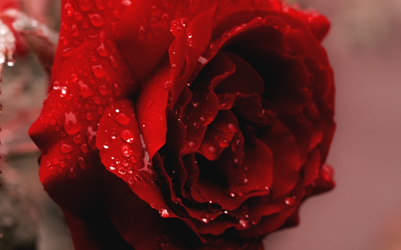 Colorful spring tulips in vase