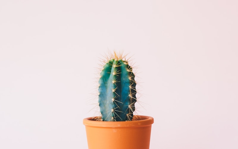 Living room with beautiful indoor plants